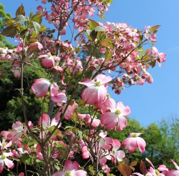 写真：ピンク色のハナミズキ