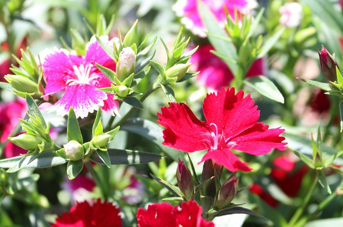 写真:なでしこの花