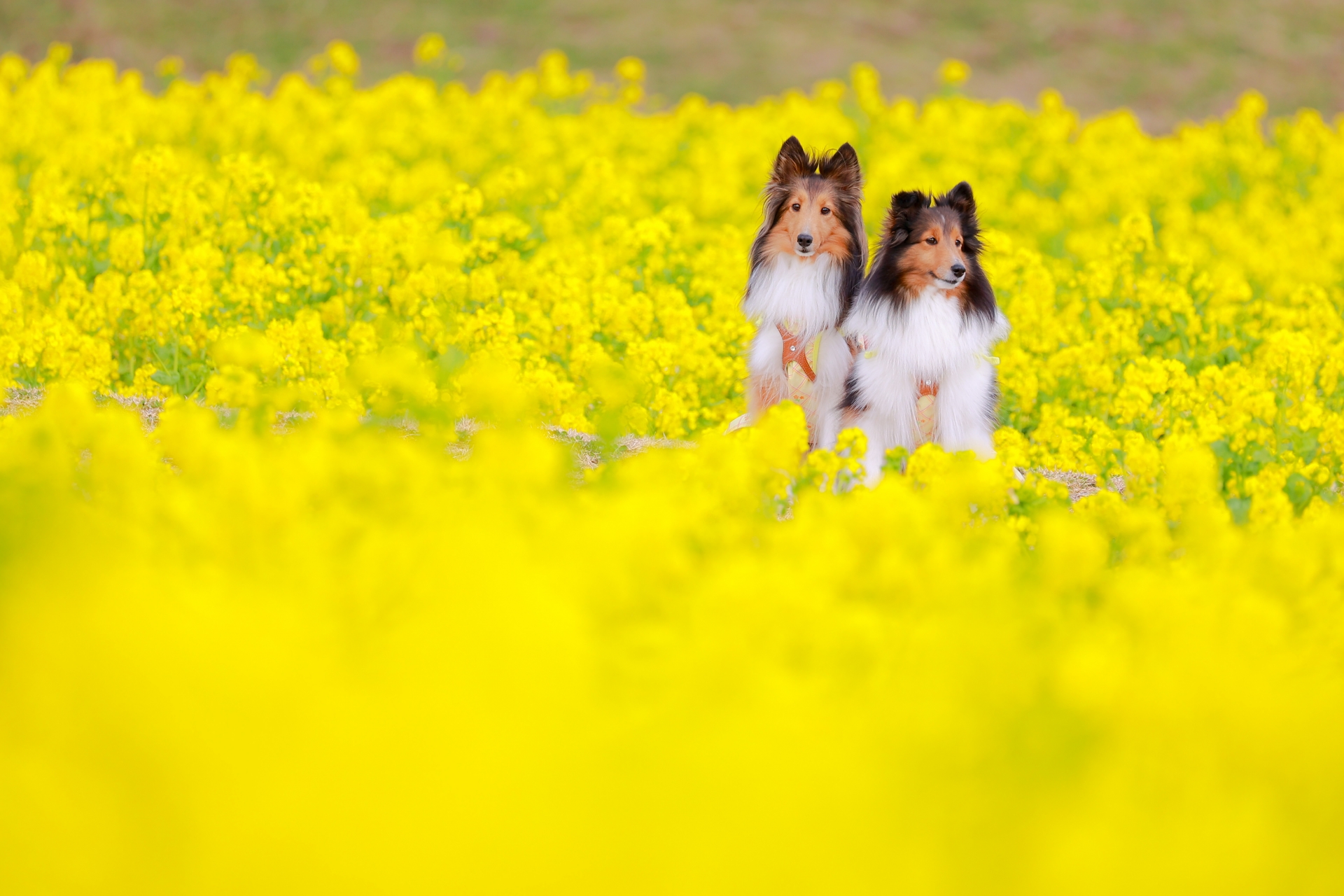 写真：花畑の中に犬２匹