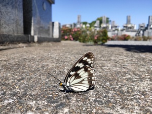 蝶 自然 霊園